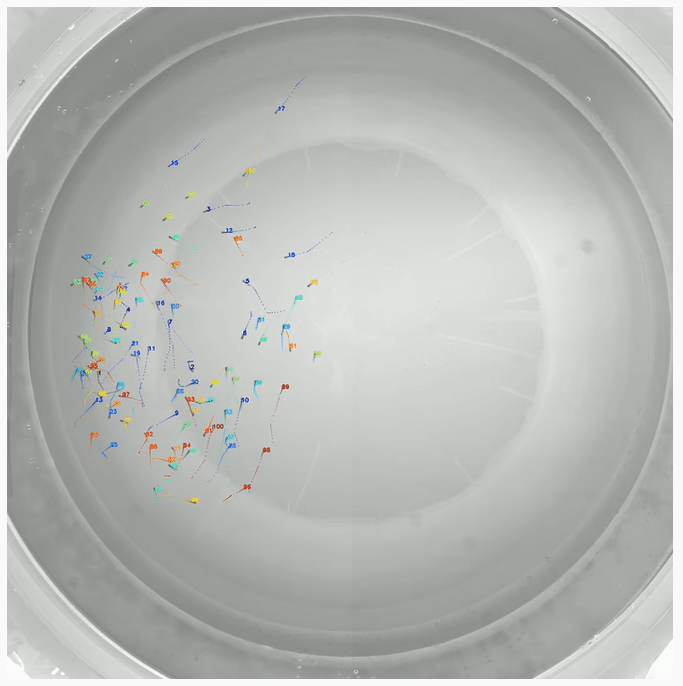 Deep Learning and High-Speed Cameras Help Track Large Collectives of Unmarked Animals