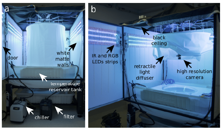 Deep Learning and High-Speed Cameras Help Track Large Collectives of Unmarked Animals
